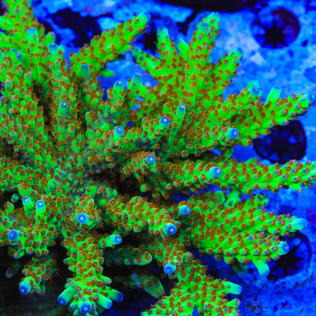 RRC Wonderland Acropora Coral