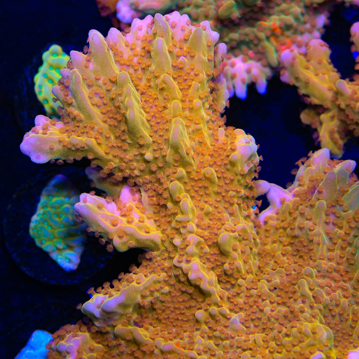 TSA Orange Peel Setosa Montipora Coral – Top Shelf Aquatics