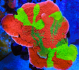 TSA Mind Meld Triple Grafted Montipora Coral - Top Shelf Aquatics