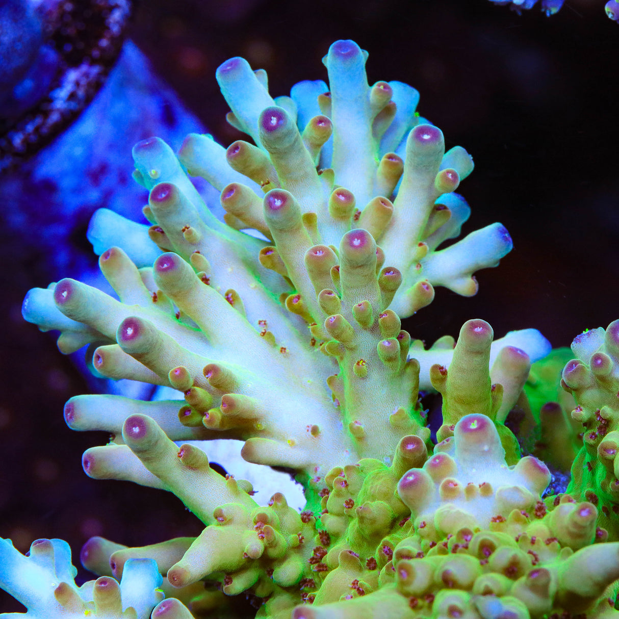 TSA Appletini Acropora Coral - Top Shelf Aquatics