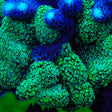 TSA Double Trouble Stylophora Coral - Top Shelf Aquatics
