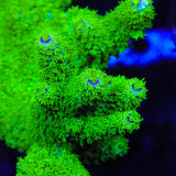 TSA Margaritaville Acropora Coral