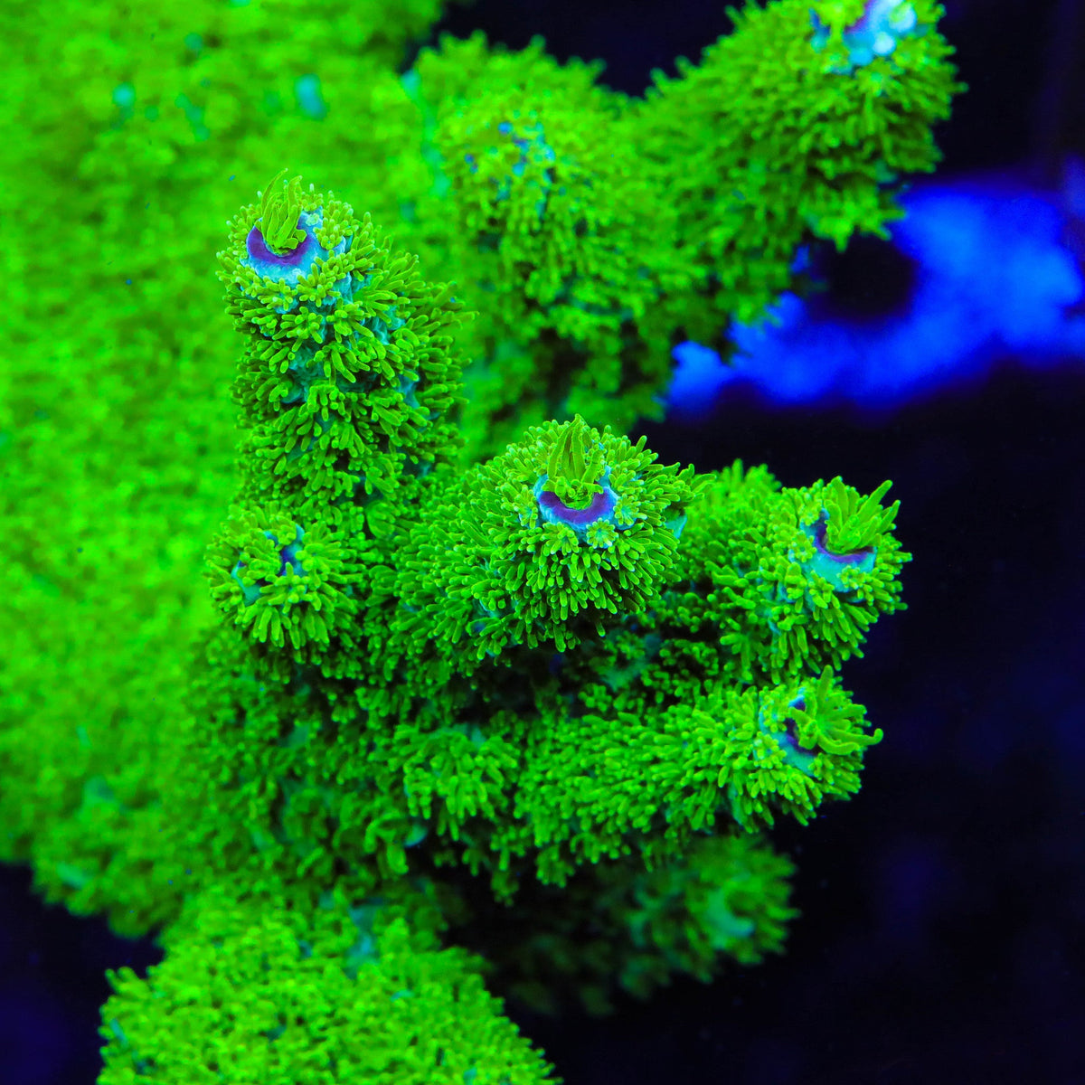 TSA Margaritaville Acropora Coral – Top Shelf Aquatics