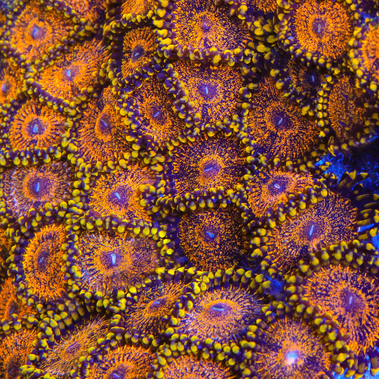 OG Soprano Zoanthid Coral - Top Shelf Aquatics