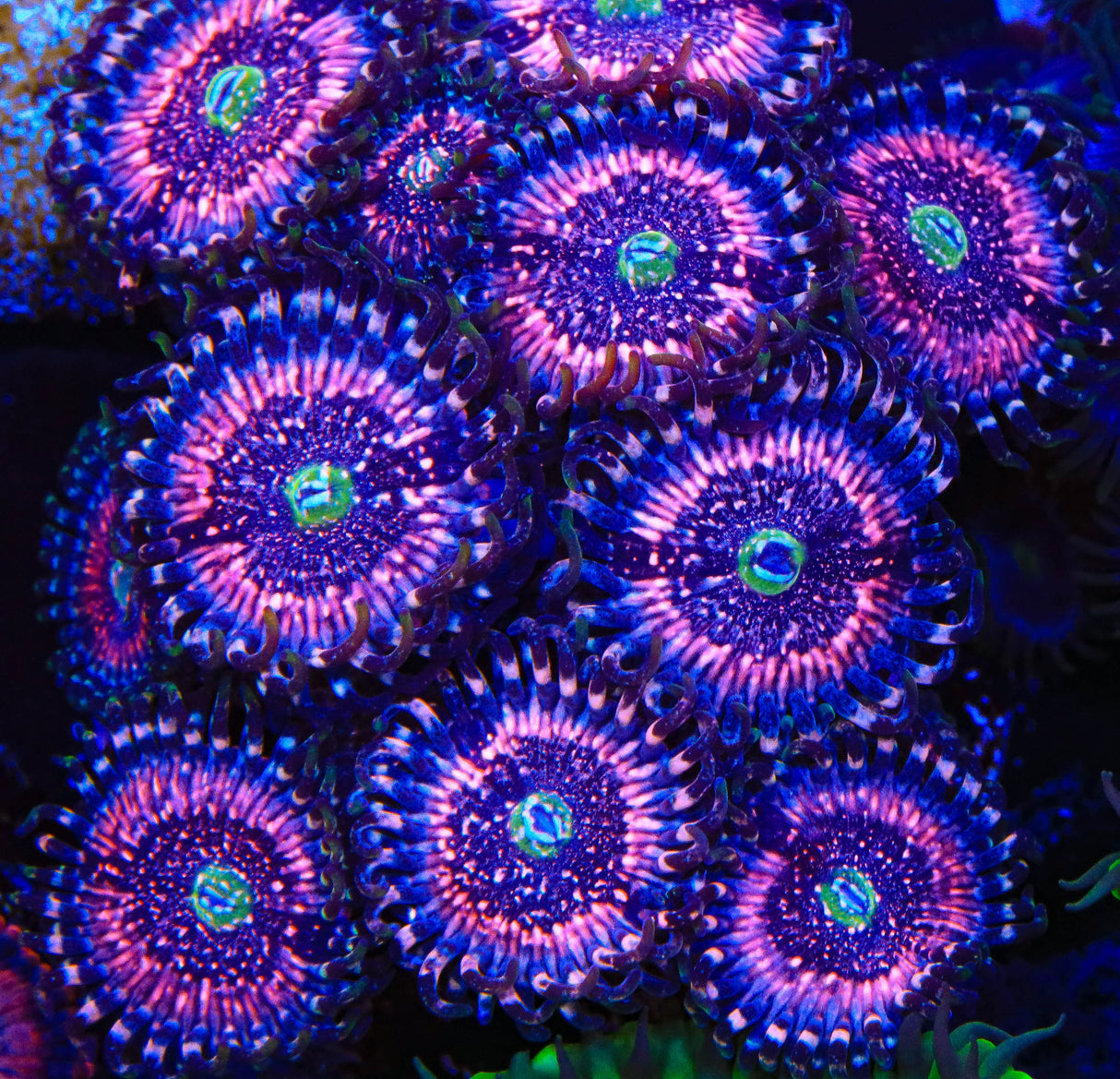 Pink Zipper Zoanthids Coral - Top Shelf Aquatics