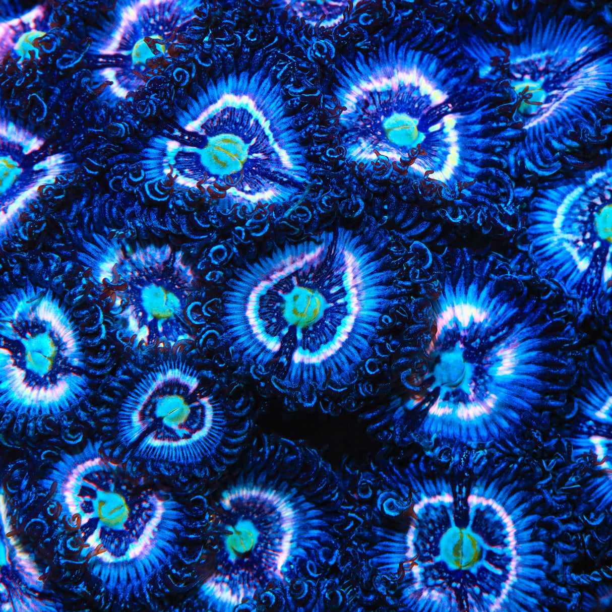 TSA Helter Skelter Zoanthid Coral - Top Shelf Aquatics
