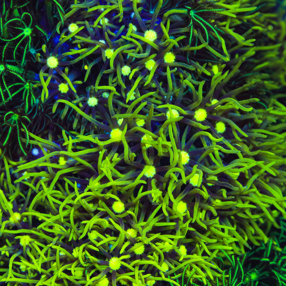 Metallic Green Center Star Polyp Coral - Top Shelf Aquatics