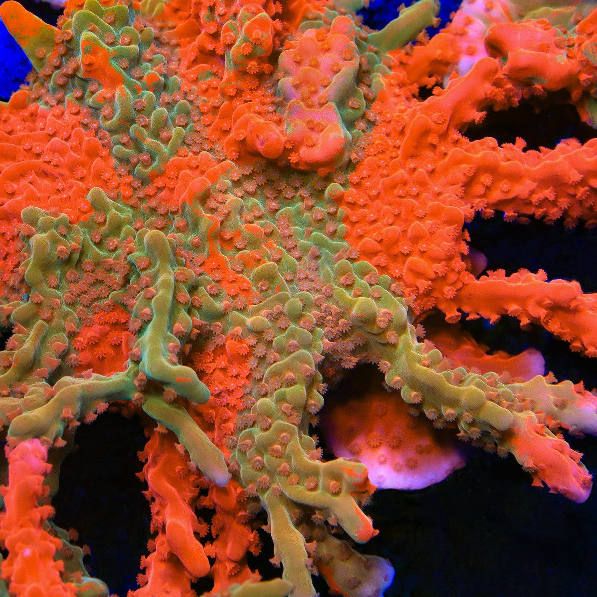 Small polyp stony coral colony