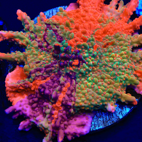TSA Fruit Swirl Tricolor Grafted Montipora Setosa - Top Shelf Aquatics