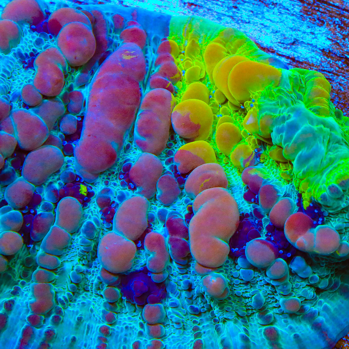 WWC Cosmic Candy Bounce Chalice Coral