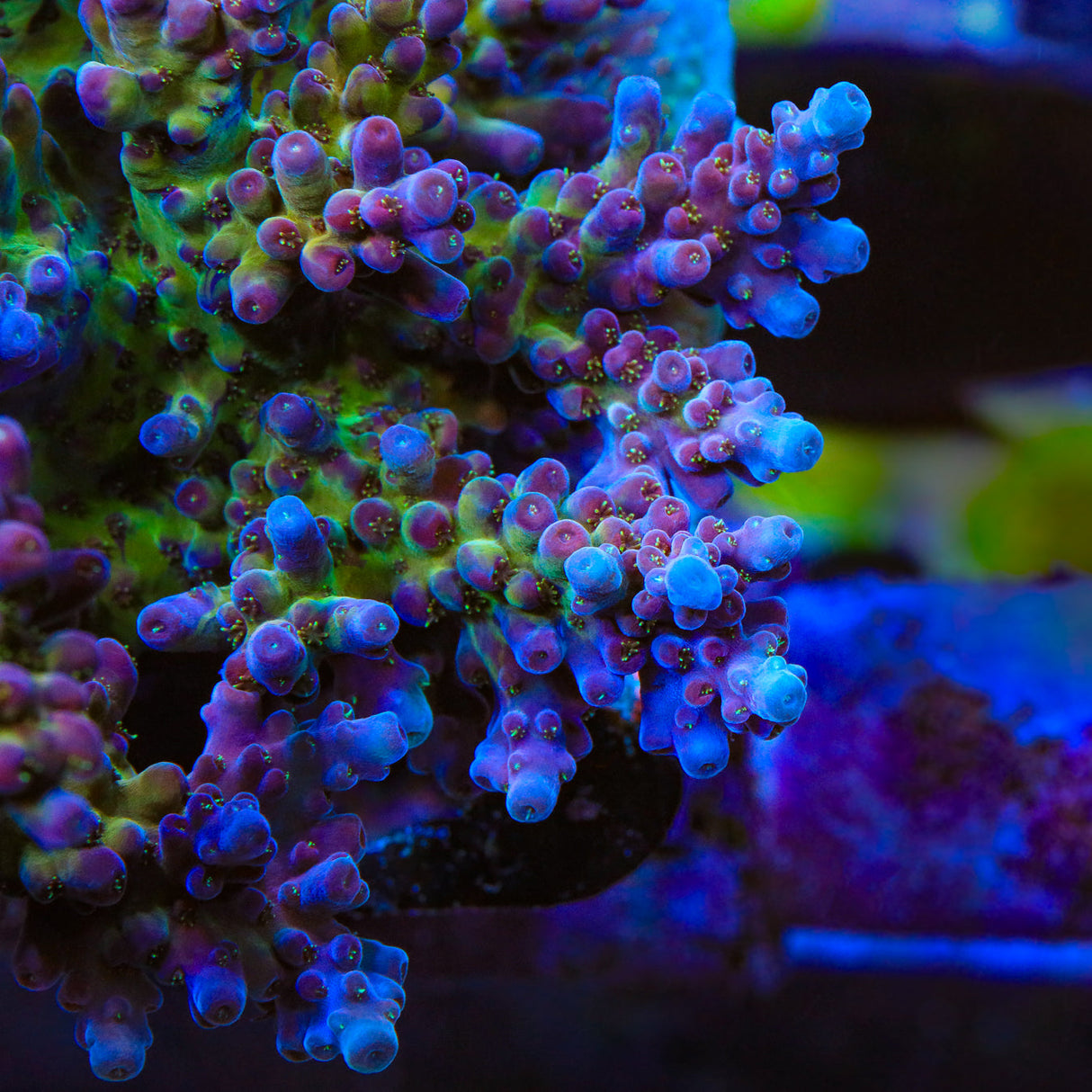 TSA Black Rose Acropora Coral