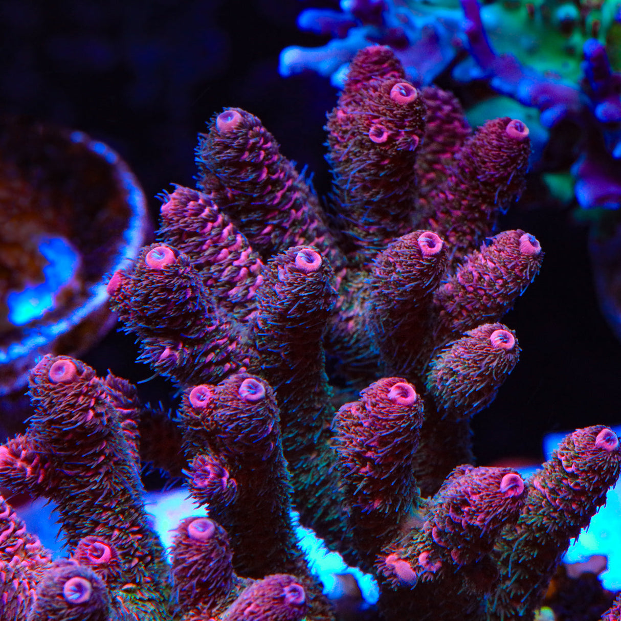 TSA Heaven and Hell Millepora Acropora Coral