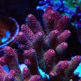 TSA Heaven and Hell Milli Acropora Coral