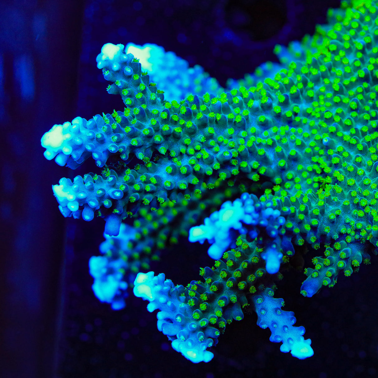 TSA Snozzberry Acropora Coral