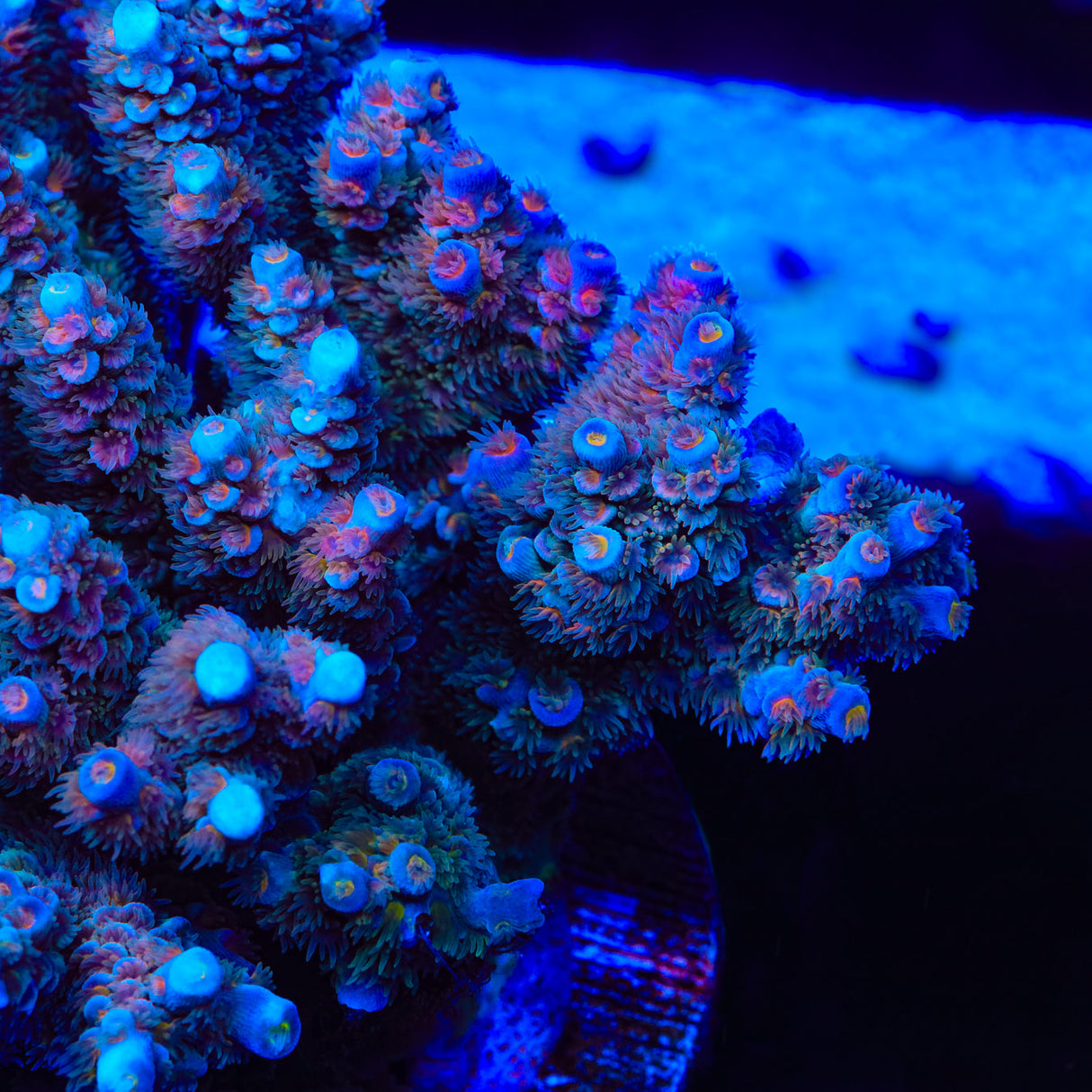 TSA Diamond Dust Tenuis Acropora Coral