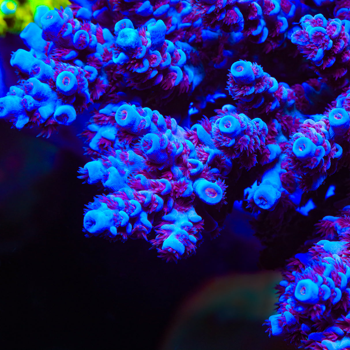 TSA Heisenberg Acropora Coral