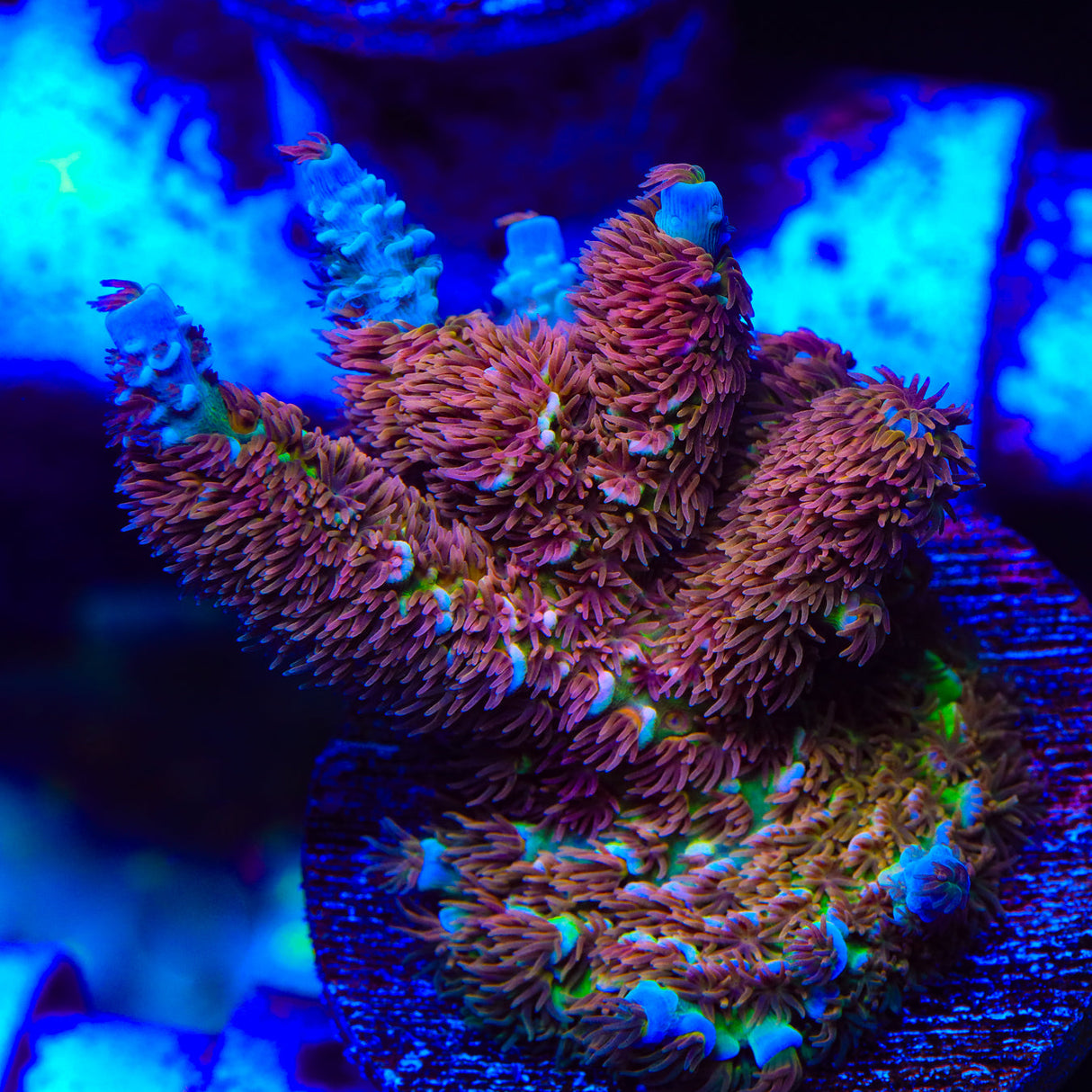 TSA Unity Tenuis Acropora Coral