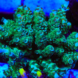 TSA Captain Planet Tenuis Acropora Coral