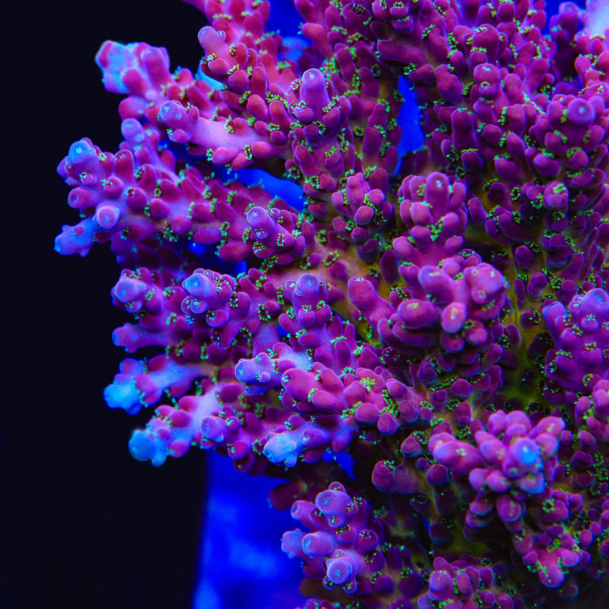 TSA Hellraiser Acropora Coral