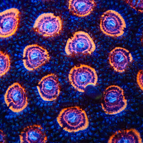 TSA Red Rocket Zoanthids Coral