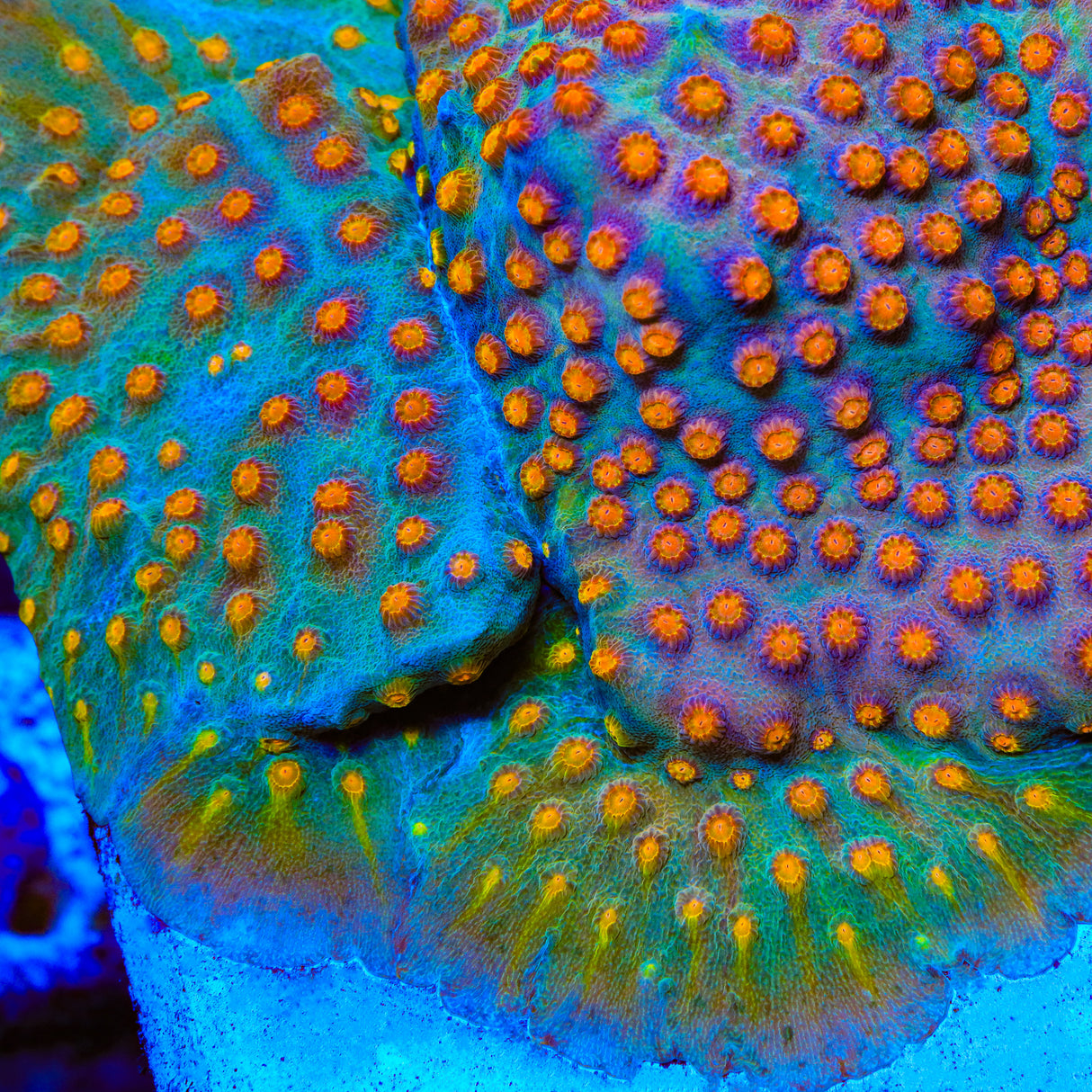 JF Buzz Kill Cyphastrea Coral