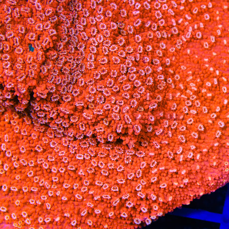 TSA Nemo Montipora Coral