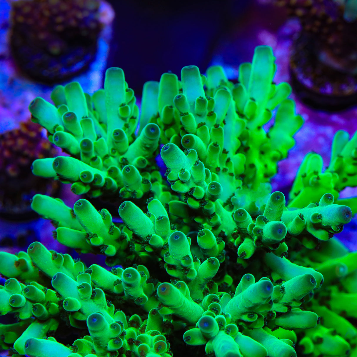 TSA Pearl Acropora Coral