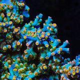 TSA Easter Sunday Speciosa Acropora Coral