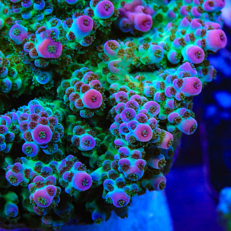 TSA Blueberry Sarmentosa Acropora Coral