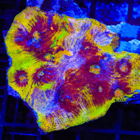 TSA Rainbow Inferno Chalice Coral