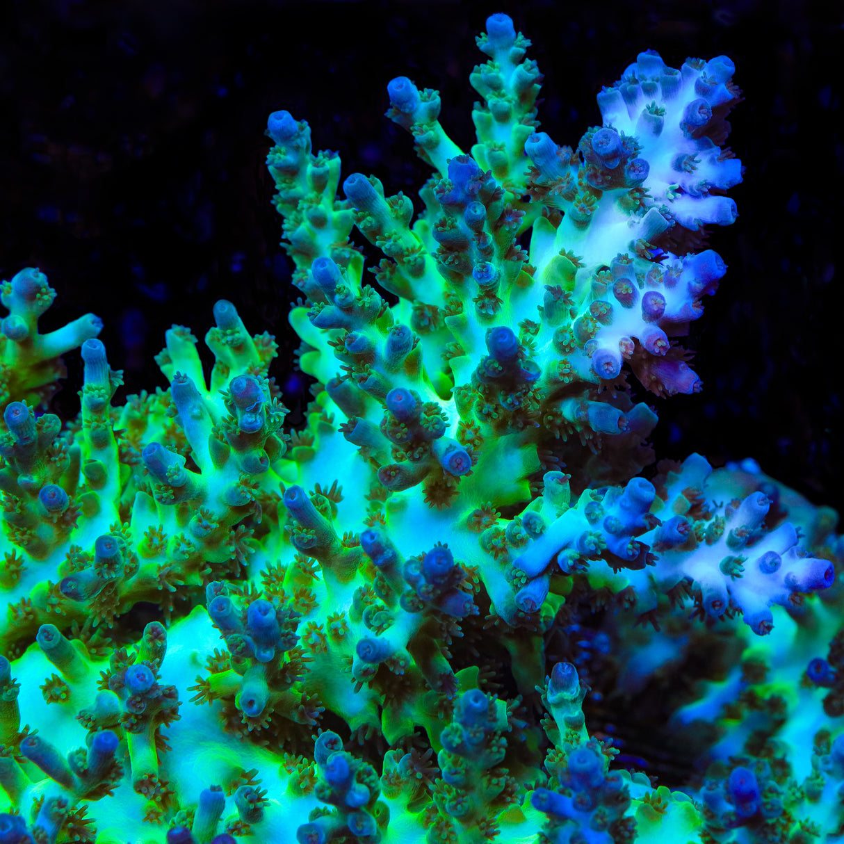 TSA Snow Bird Acropora Coral