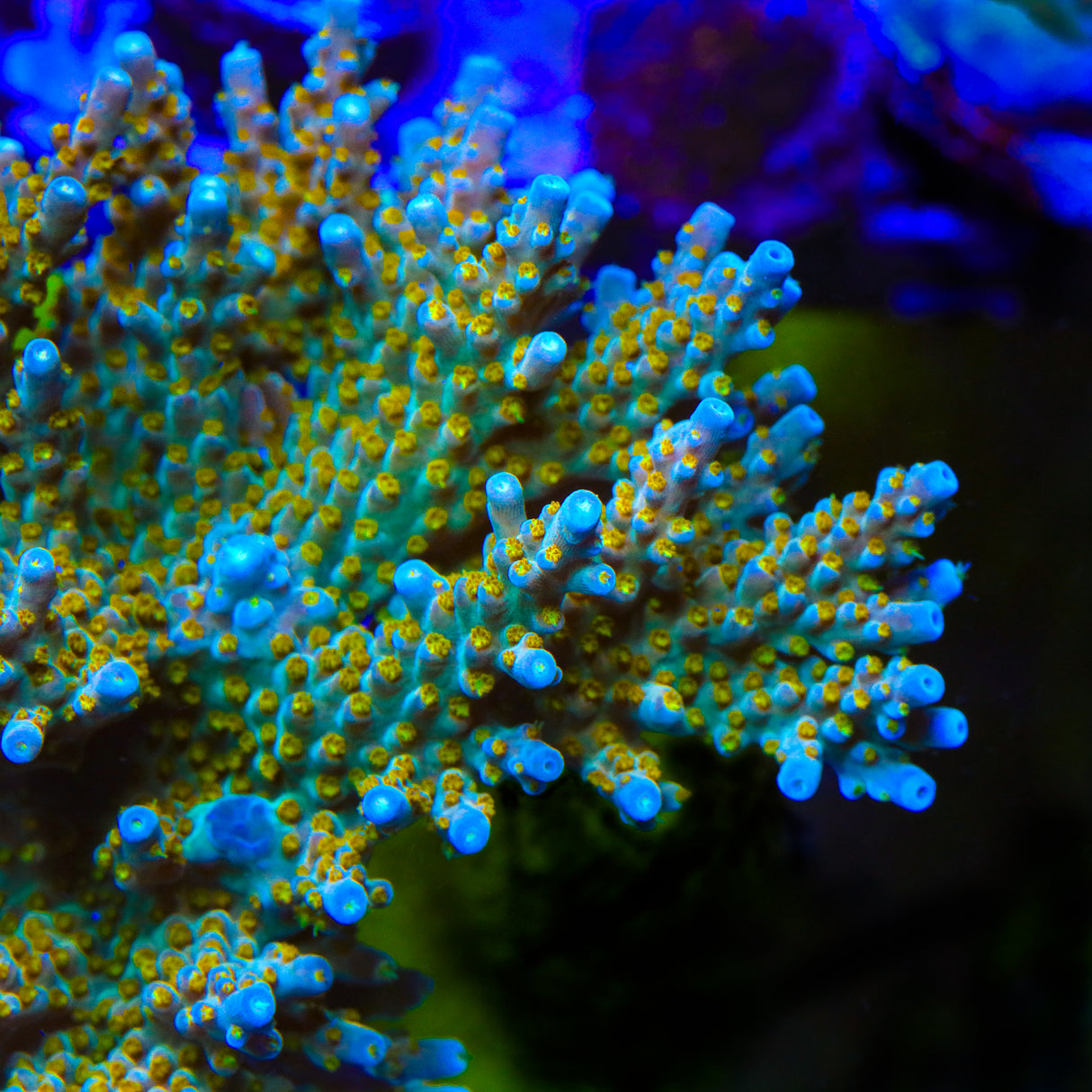 TSA Goliath Acropora Coral