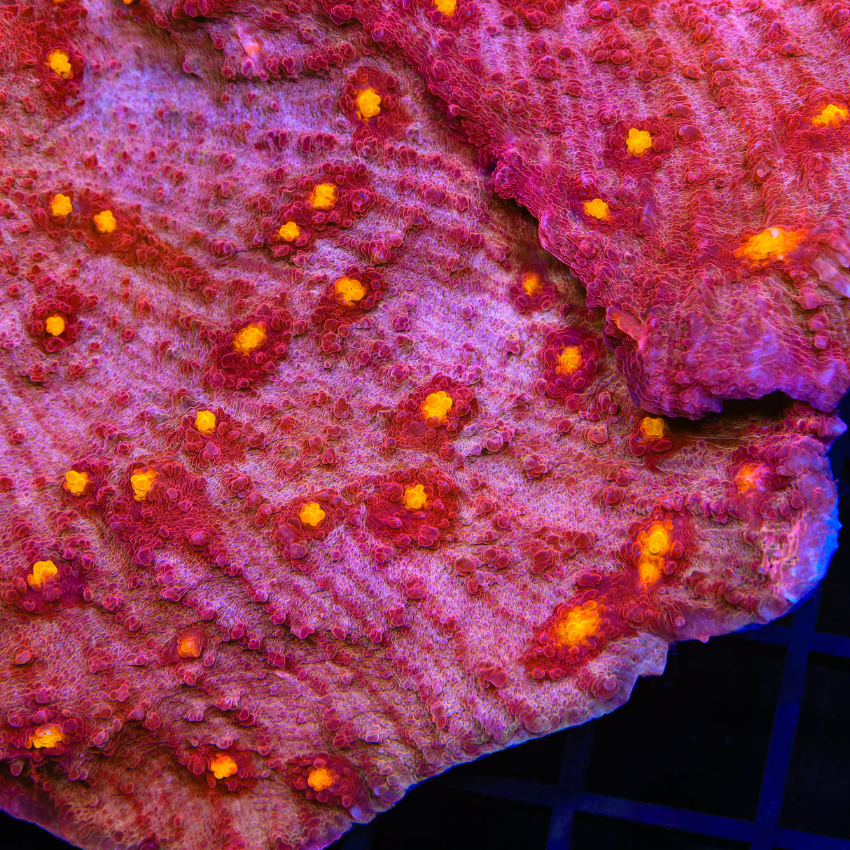 TSA Golden Eye Chalice Coral