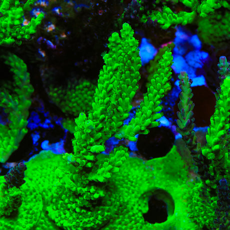 TSA Yoda Acropora Coral