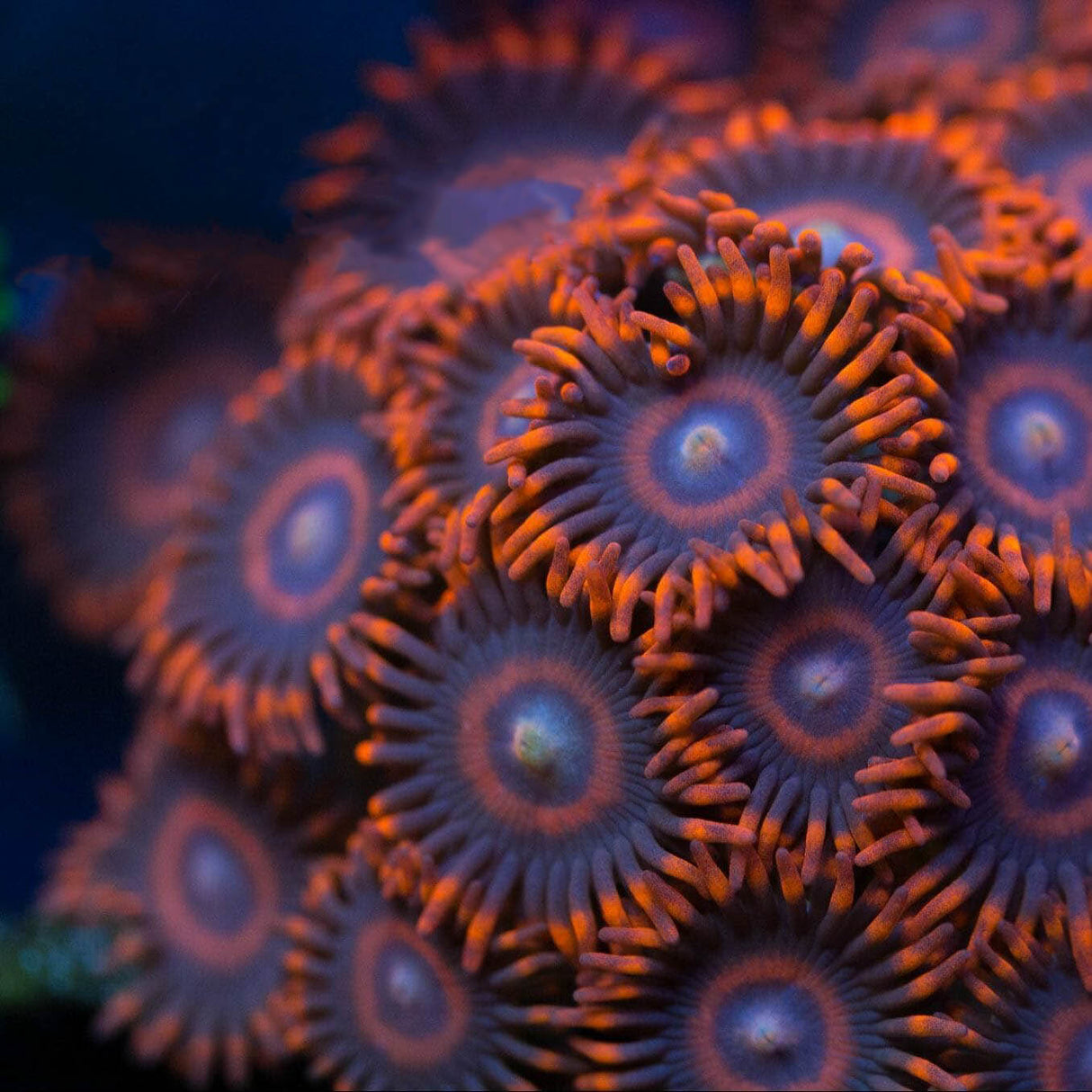 TSA Safecrackers Zoanthids Coral