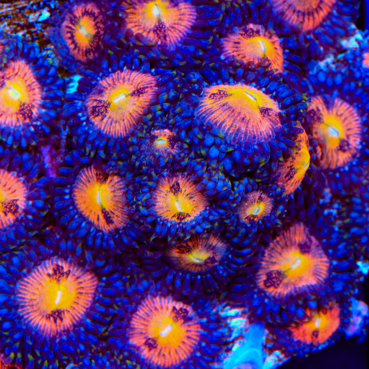 Sakuras Zoanthids Coral