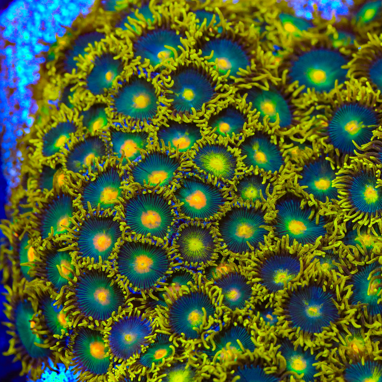 Green Bay Packers Zoanthid Coral