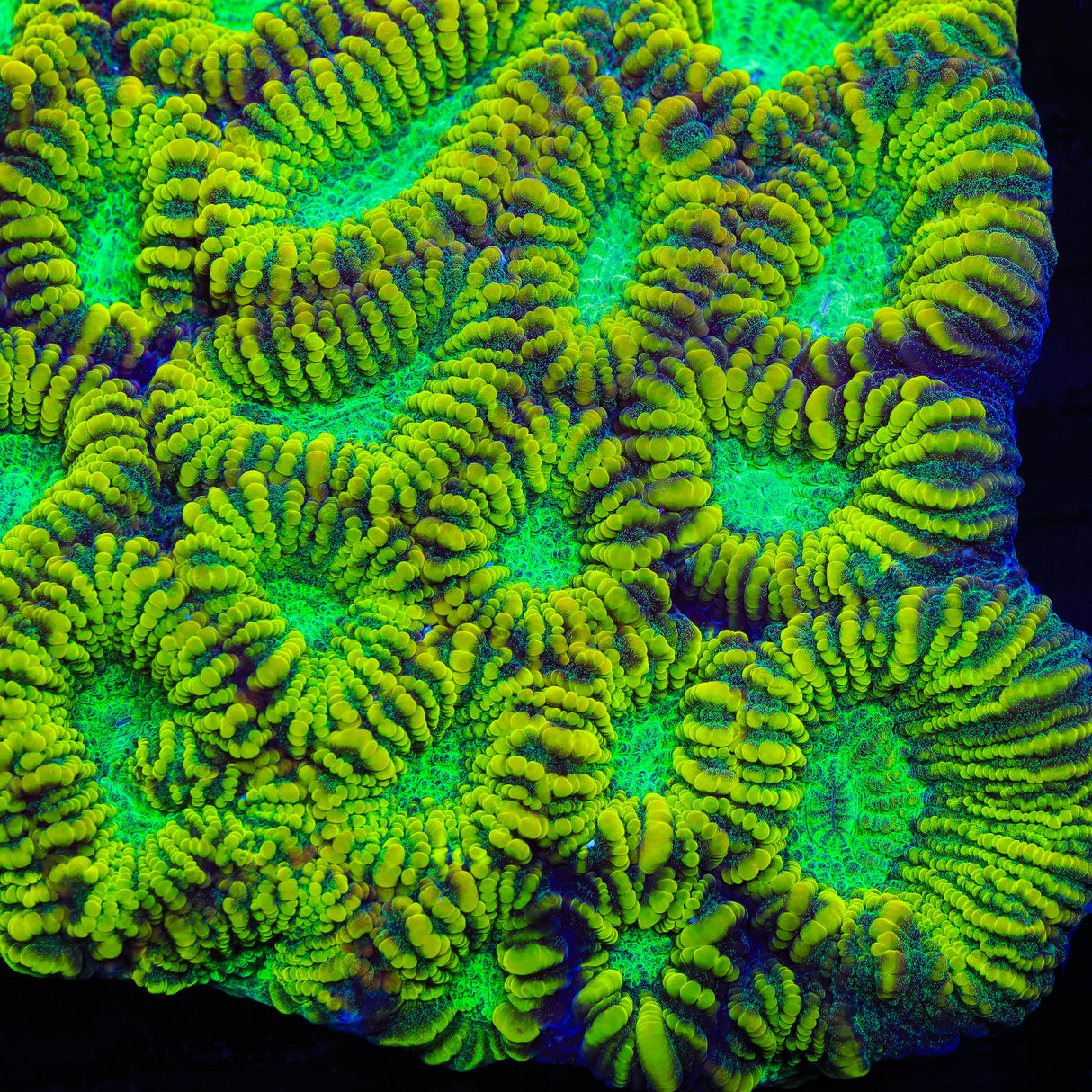 TSA Aztec Sun Favia Coral