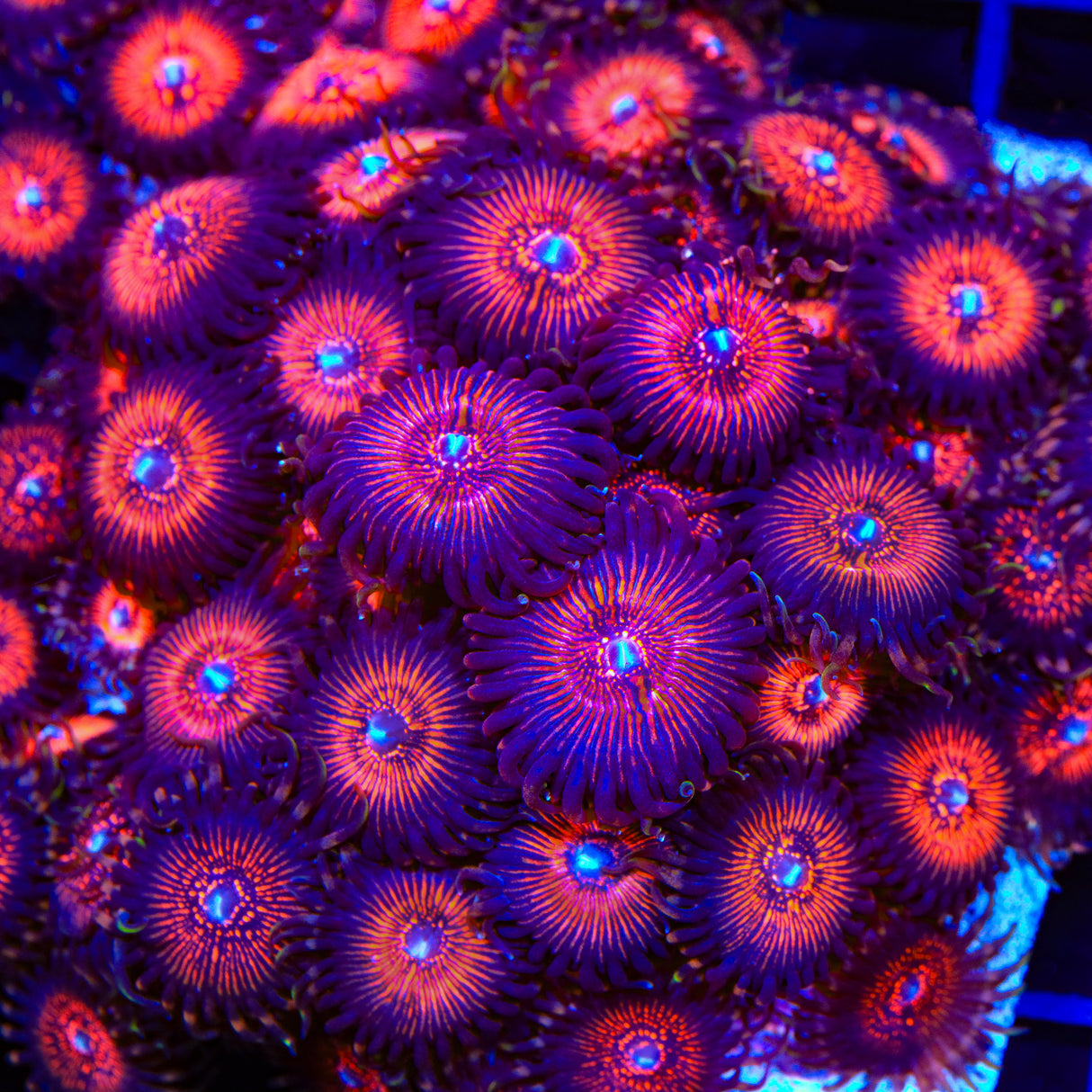 God of Wars Zoanthids Coral