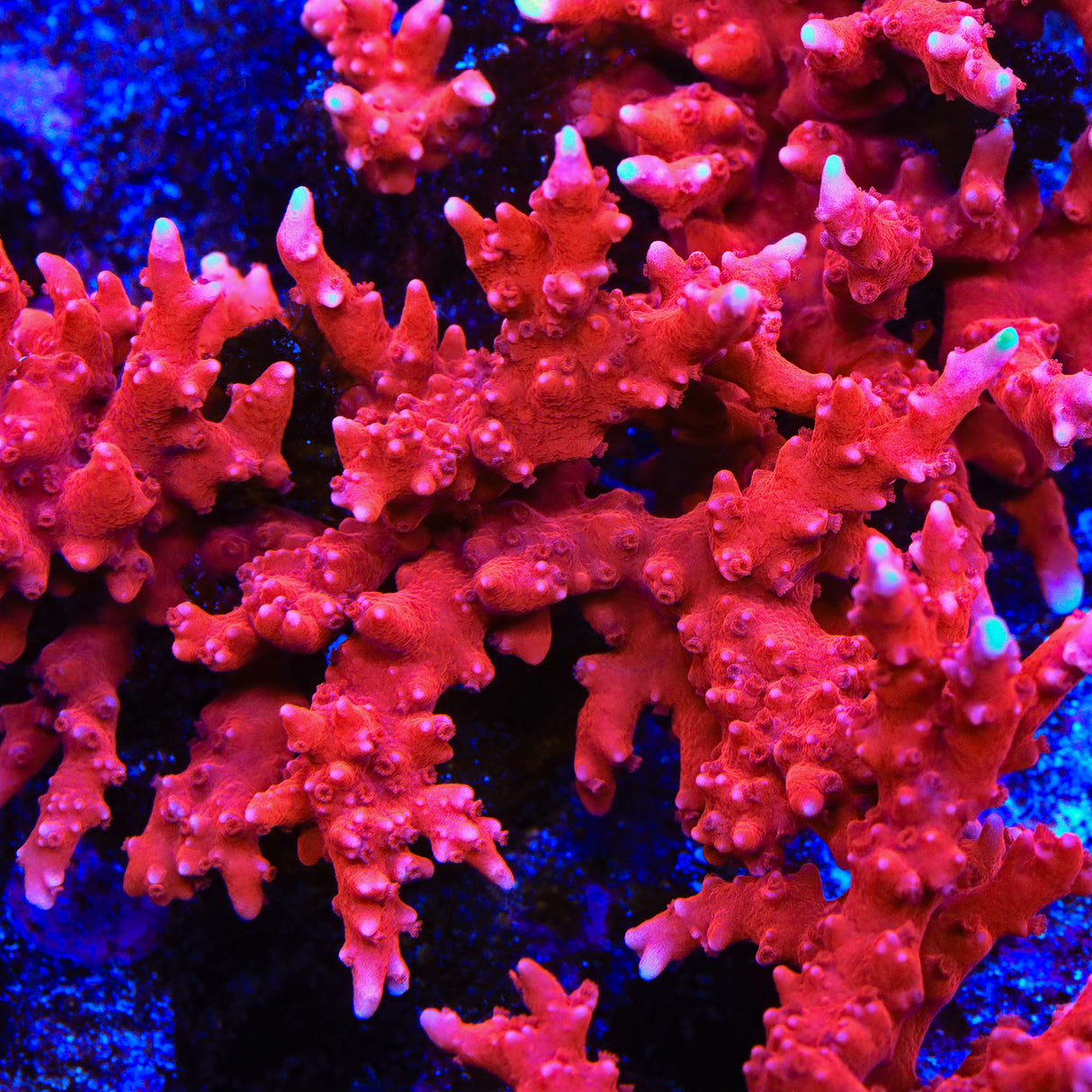 JF TNT Anacropora Coral