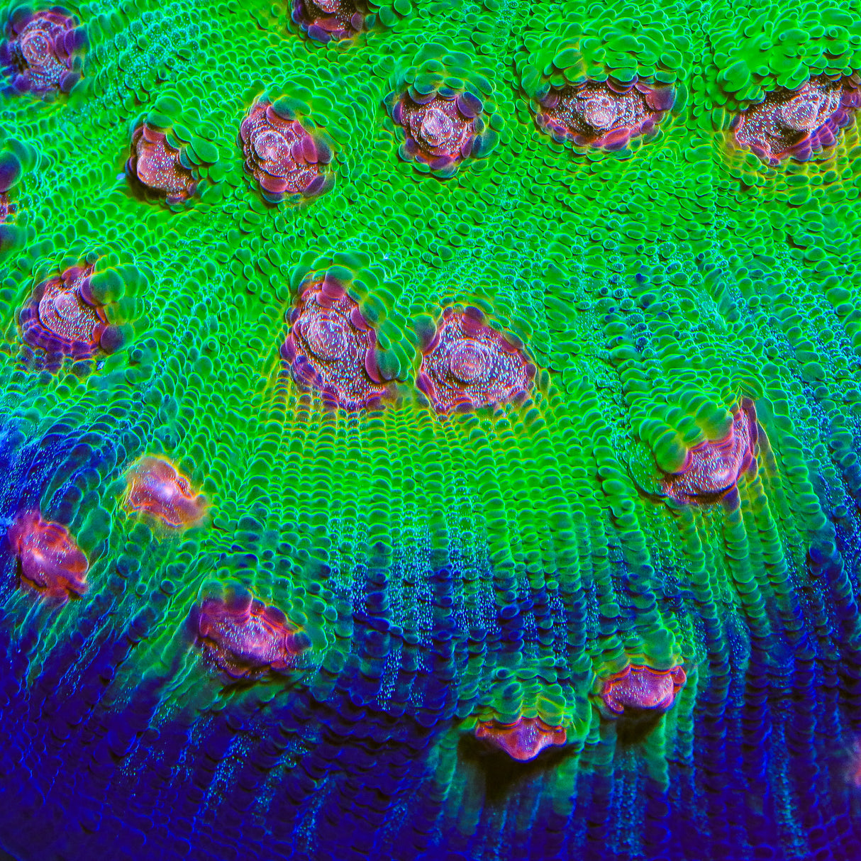 TSA Demogorgon Chalice Coral