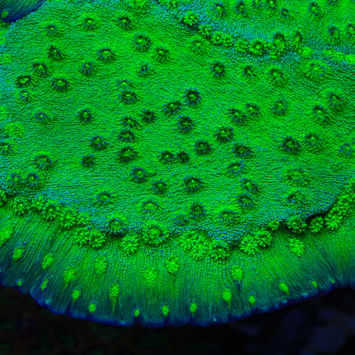 Hollywood Stunner Chalice Coral