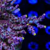 TSA Magma Flame Acropora Coral