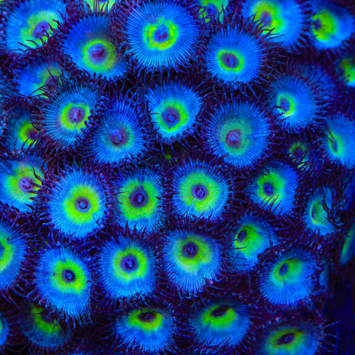 TSA Peacock Palythoa Zoanthids Coral