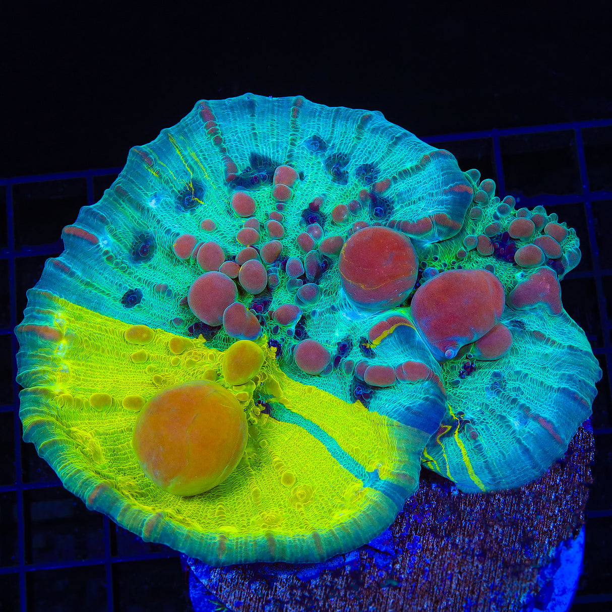 WWC Cosmic Candy Bounce Grafted Chalice Coral