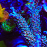 TSA Silver Surfer Acropora Coral