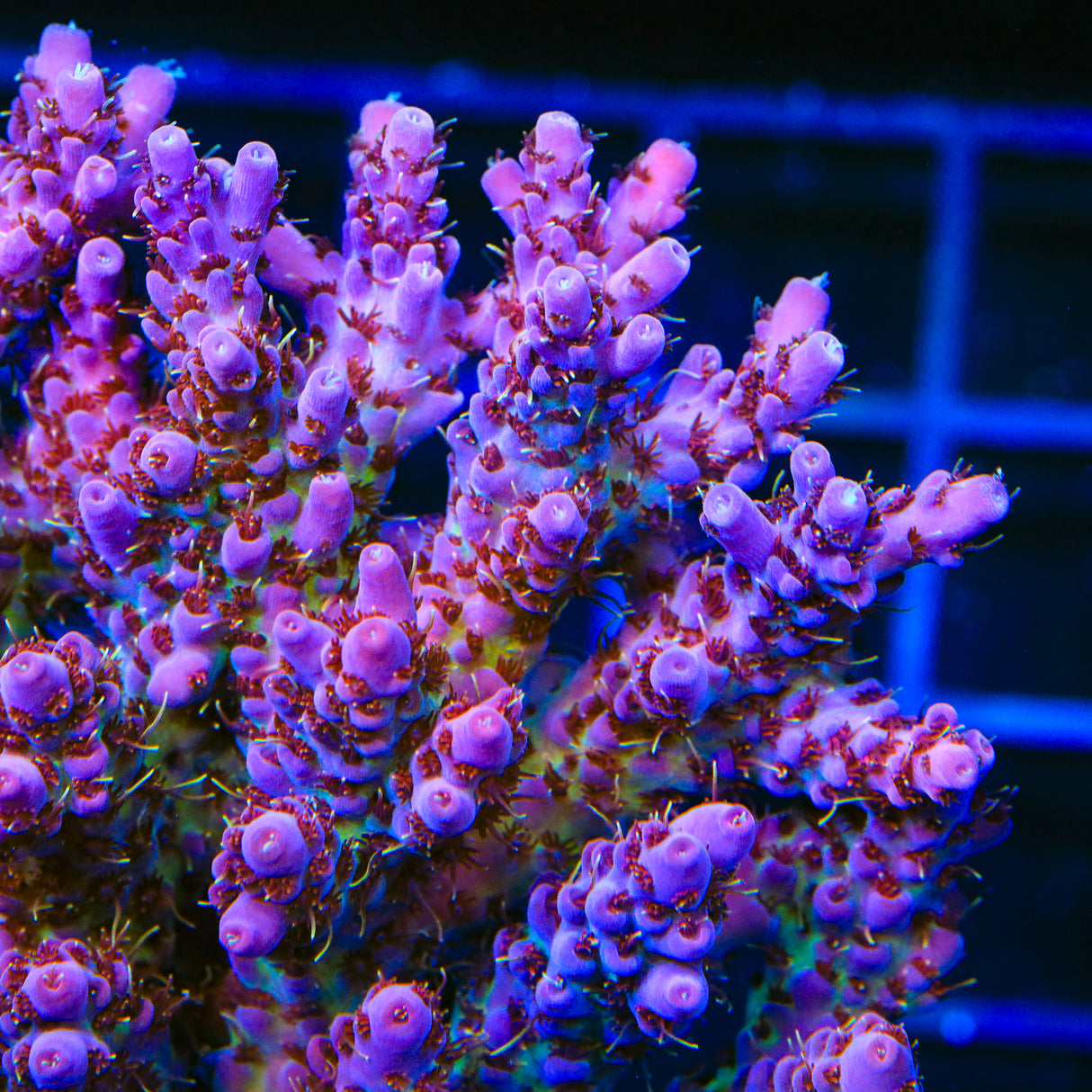 TSA Purple Passion Acropora Coral