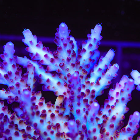 RR Robinhood Acropora Coral