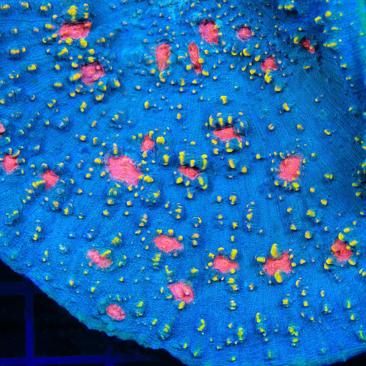 TSA Starry Monster Chalice Coral