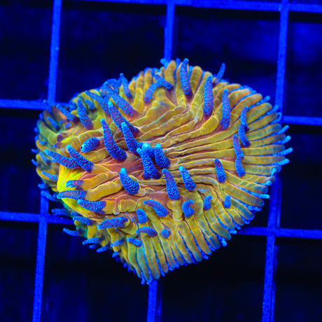 TSA Frosted Sun Aquacultured Plate Coral